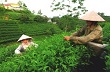Tập trung tín dụng để đầu tư cho Tây Bắc phát triển 
